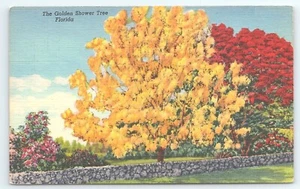 Postkarte The Golden Shower Tree Miami Cassia Fistel Tropical Florida Serie - Bild 1 von 2