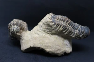 Acantopyge (Lobopyge) Trilobite Dos - Atchana, Marruecos - Imagen 1 de 3