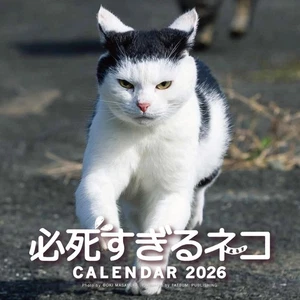 Purchaser-only bonus included 2026 Desperate Cat Calendar 536 - Picture 1 of 1