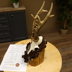 Rehgeweih Medaillenklasse Bronze 375 g CIC 111,8 IP HL 26,3 cm kapitaler Bock - Bild 1 von 9