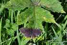 Photo 12x8 Rievaulx Terrace: Ringlet Butterfly 1  c2016