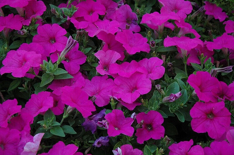 70 PETUNIA EASY WAVE NEON ROSE Live Plants Plugs Garden 217 - Image 1 of 1