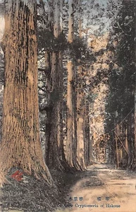 A ROW OF CRYPTOMERIA TREES AT HIKONE KANSAI JAPAN POSTCARD c.1920'S - Picture 1 of 2