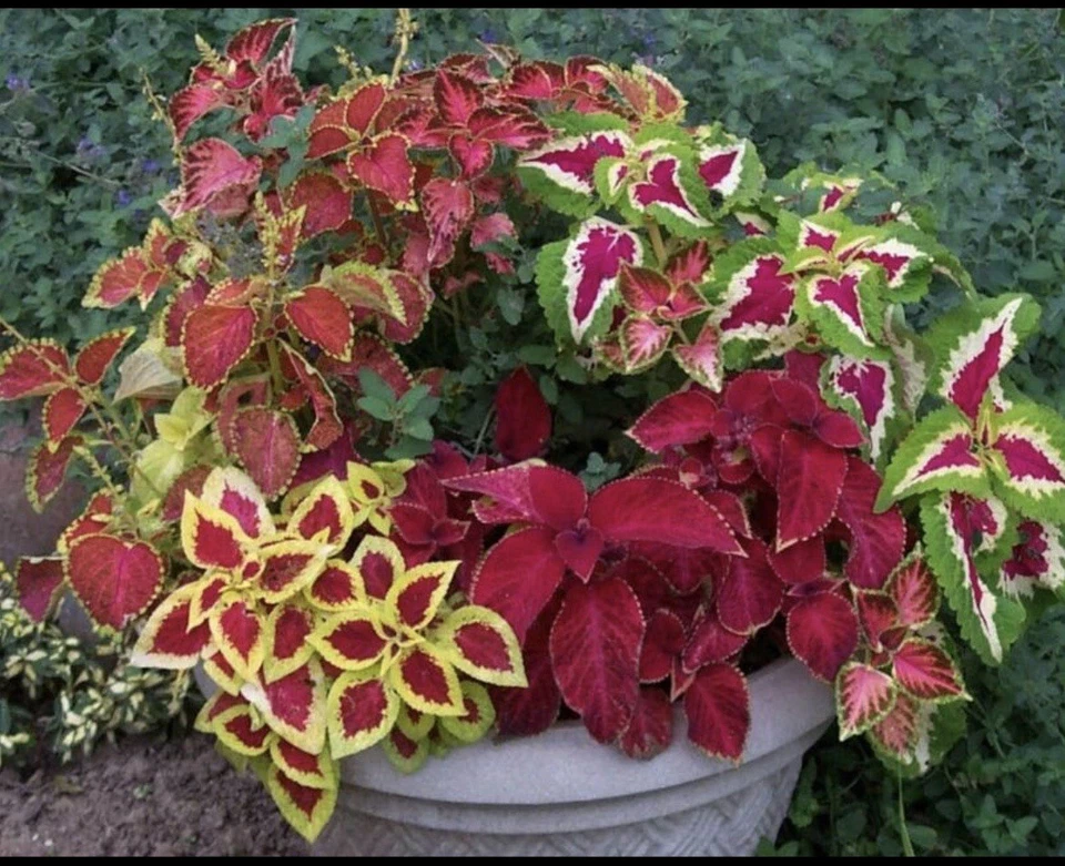100 + COLEUS 彩虹混合种子我买2Get1免费我添加2到购物车 — 第 1/1 张图片