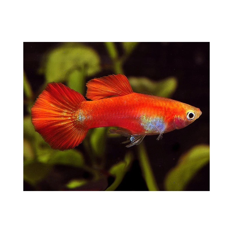 Guppy Red Blonde - Pesci - Acquario - Immagine 1 di 1