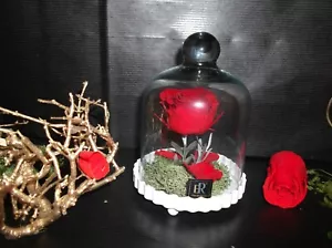 Belle Mini By Endura Roses100% Natural Preserved Last Upto 10 years - Picture 1 of 15