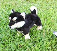 shiba inu características