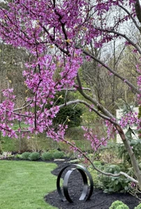 20 Judas Tree Seeds (Cercis siliquastrum) Mediterranean Redbud Plant Fast Hardy - Picture 1 of 3