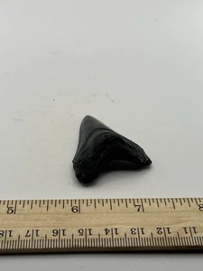 "Fósil de diente de tiburón blanco de 2"" NC Coast grado A1 V16" - Imagen 1 de 4