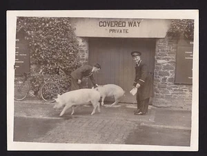 um 1950 Paar Echtfotos Räumung der Schweine für Touristenfoto auf Kutsche Irland - Bild 1 von 4