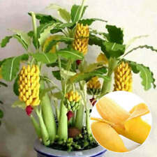 100pcs Seeds Rare Dwarf Banana Tree Mini Bonsai Garden Plant Fruit Free Shipping