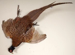 Schöner Jagdfasan Stillleben Pheasant Taxidermy - Picture 1 of 3