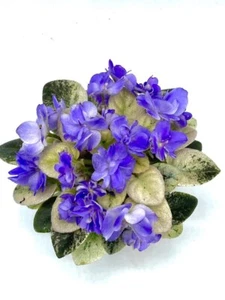African Violet Rob’s Wascally Wabbit Starter Plant Mini - Picture 1 of 3