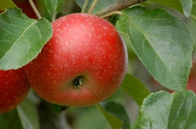 Dwarf Apple 'Beauty of Bath'  ideal for patio or small gardens - Image 1 of 2
