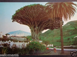 POSTAL DRAGO MILENARIO ICOD TENERIFE CANARIAS POSTCARD POSTKARTE         CC03107 - Picture 1 of 1