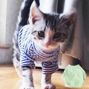 cats in bomber jackets
