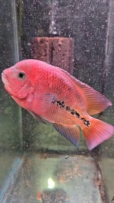 Kamfa F0.5 male Full Red and (GB) Golden Base Gene 5" inch - Image 1 of 2