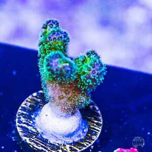 World Wide Corals Rainbow Pocillopora WYSIWYG Live Coral - 170
