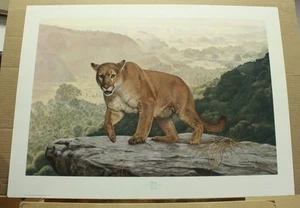 Shasta Tennessee Artist Charles Frace Cougar Puma wildlife University of Houston - Picture 1 of 7