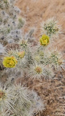 Silver Cholla, Cylindropuntia Echinocarpa, Branches ; 3 branches 6-10" long  - Image 1 of 4