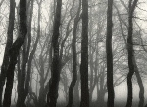 CLASSIC KALLITYPE, GOLD, PLATINUM-PALLADIUM TONED (ORIGINAL, SIGNED)18x25cm ca - Foto 1 di 2