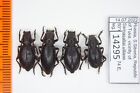 Eodorcadion Lutshniki Bicoloratum Russia Cerambycidae 4 Ex. A- 14295
