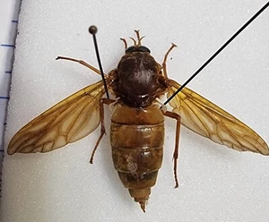 Xylophagidae Coenomyia ferruginea Female Indiana 33U Diptera Uncommonly Seen Fly - Picture 1 of 4