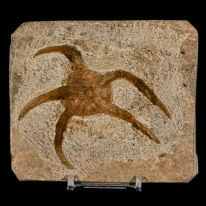 3,5" Bretlestar Ophiura Sp Seestern Fossil Ordoviziumzeit Marokko Echtheitszertifikat & Ständer - Bild 1 von 8