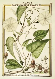 Delahaye : "Moonflower (Ipomoea Alba)" (1789) — Giclee Fine Art Print - Picture 1 of 7