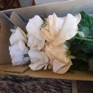 Lot of 12 - 28" Artificial Open ROSE w Stems - Cream & Blush - NEW - Picture 1 of 5
