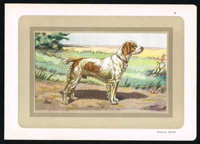 Brittany Spaniel (Épagneul Breton) - Antiguo estampado de perro francés c.1900 Foto 1 de 4