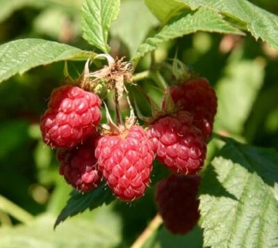 Coho Red Raspberry ( rubus ) - Starter Plant ( 5L ) ( 1 live plant ) - Image 1 of 4