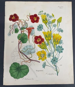 Free Shipping! Antique Botanical, Dietrich, Hand Color, 1840, Germany,VIII,1 - Picture 1 of 1