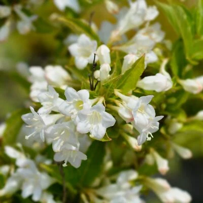 Weigela florida Bristol Snowflake 2L - Una pianta molto profumata - Immagine 1 di 4