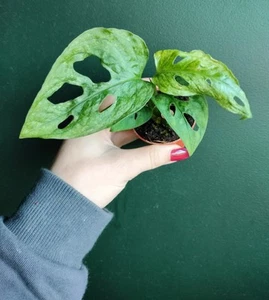 Monstera Adansonii Mint Rare Variegated Houseplant - Picture 1 of 8