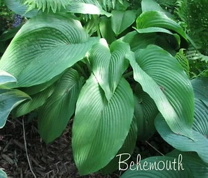 Rare BEHEMOTH Hosta Plant Extra Large Leaves Bright Green Leaves - Picture 1 of 2