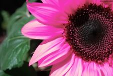 20 Black Oil Pink Sunflower Seeds Plants Garden Planting Colorful Rare Bonsai