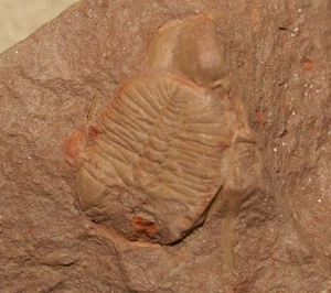 Nicht beschriebener Trilobit - Dionydes sp., Mittleres Ordovizium von Baoshan, China - Bild 1 von 6