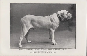 MASTIFF BENANNTER CHAMPION HUND ALTER ANTIKER DRUCK VON 1901 - Bild 1 von 1