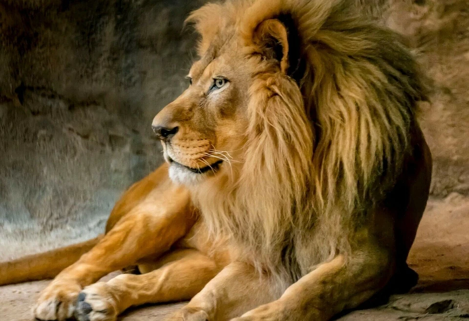 FOTO DE PÓSTER BRILLANTE LEÓN MACHO hermosa vida silvestre naturaleza rey de la selva Foto 1 de 1