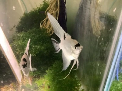 Adult Platinum Angelfish. Koi, Platinum Panda, or Gold Pearlscale - Image 1 of 4