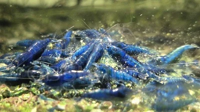 10 Neocaridine Davidi Blue Dream  + omaggio superfood / caridine acquario - Immagine 1 di 2