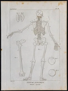 1825 - Skelett Humain Rückseite - Gravur Antik - Anatomie & Squelettologie - Bild 1 von 3