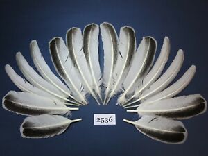 Turkey Wing feathers,16 Pcs,cowboy hat feathers,sage feather,Oak Turkey,(2536)