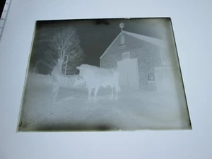 ONE (1) EARLY 1900s GLASS NEGATIVE: MAINE,  "MAN WITH BULL" #1 - Imagen 1 de 1