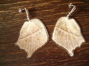 Schatz der Natur Ohrringe mit Schmetterlingsflügel B 925er Silber Eco Friendly - Picture 1 of 3