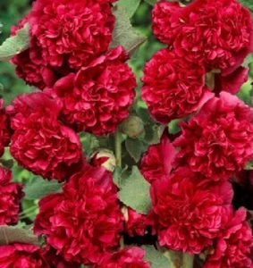 ALCEA roja de flor doble rojo 30 semillas - seeds graines samen