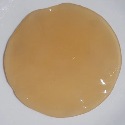kombucha starter scoby " XL" 9cm Green tea TOP QUALITY Fresh