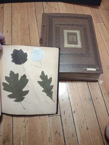 Botany Specimen  Scrapbooks Of Pressed Tree Leaves College Signed Frances Urban  - Picture 1 of 20
