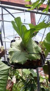 Staghorn Fern Platycerium Superbum 2000 - 3000 esporas CERTIFICADO FITO GRATIS - Imagen 1 de 2